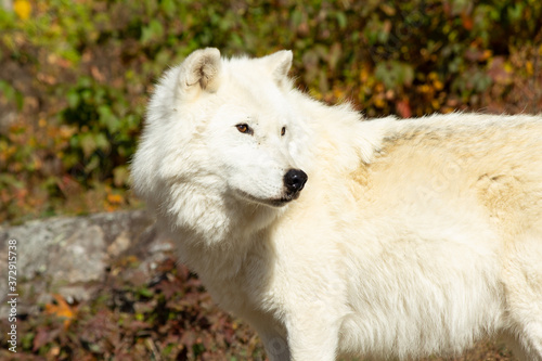 Distracted Arctic Wolf
