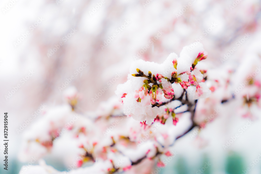 Obraz premium 桜隠し 雪桜 桜