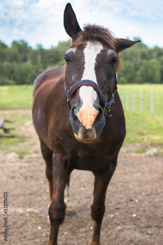portrait of a brown horse © Johanna