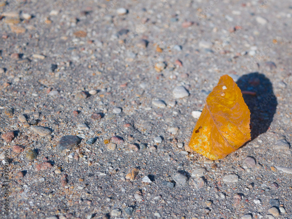 a lonely yellow leaf lies on the ground a lonely yellow leaf lies on the ground
