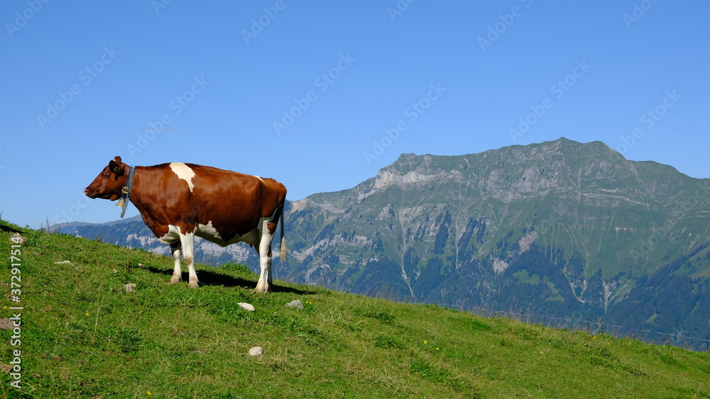 Cow grazing on alpine meadow, Axalp, Switzerland