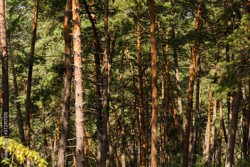 Fototapeta Naklejka Na Ścianę i Meble -  Sunny summer day in a pine forest