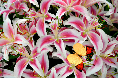 Hebomoia glaucippe butterfly on Lilium Calvados flowers photo