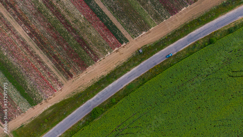 Aerial view of the colorful flower garden And the blue car on the road, that passes through the flower fields and field of sunflowers