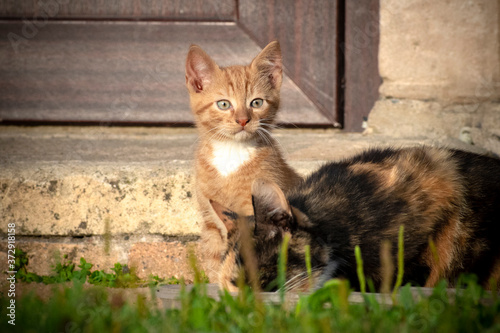 Horizontal close up image of a cute ginger red kitten with white chest sitting behind his Tortoiseshell colored mother in a grass. Focus on kitten.  © Ilga
