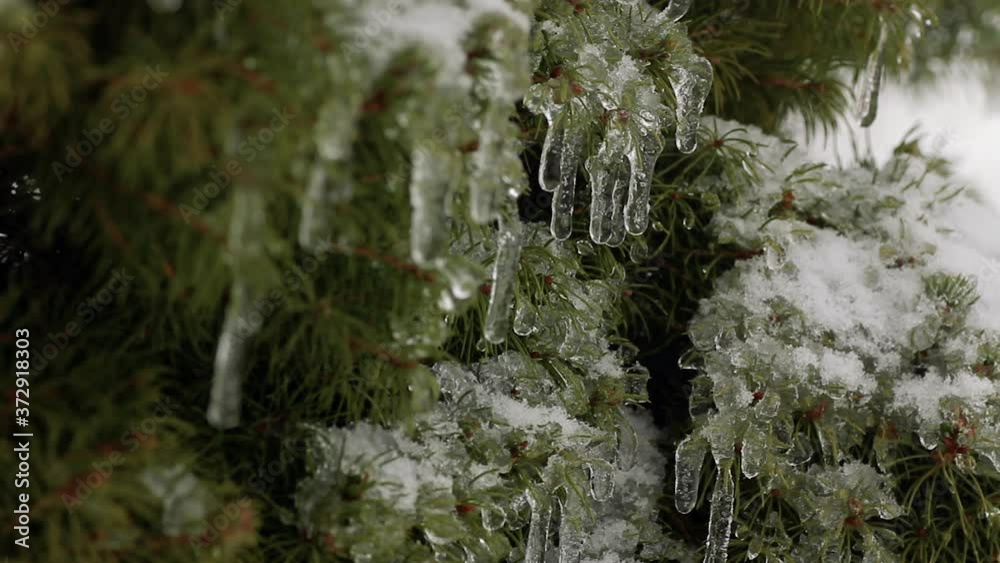 Melting ice drips from frozen winter needle tips of outdoor Christmas Pine Tree Melting ice drips from frozen winter needle tips of outdoor Christmas Pine Tree