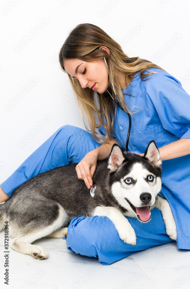 Veterinary doctor at vet clinic with Siberian Husky dog Veterinary doctor at vet clinic with Siberian Husky dog