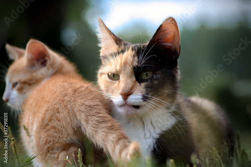 Tortoiseshell colored mother cat resting peacefully in the grass in warm evening sun with her ginger kitten walking and playing around © Ilga