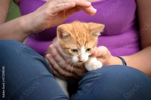 Horizontal close up image of a cute ginger red kitten with white chest and legs sitting in the hands of unrecognizable young woman