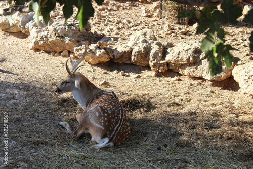 deer on a rock at the biblical zoo in Israel