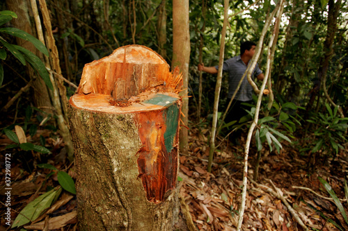 Quadro em tela itabela, bahia / brazil - october 19, 2010: illegal logging in Mata Atlantica natural reserve in the city of Itabela, in the south of Bahia