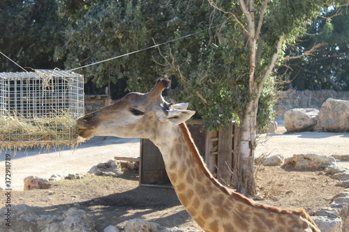 Photography giraffe at the biblical zoo in Israel