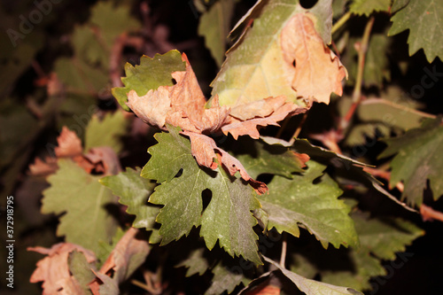 red maple leaf