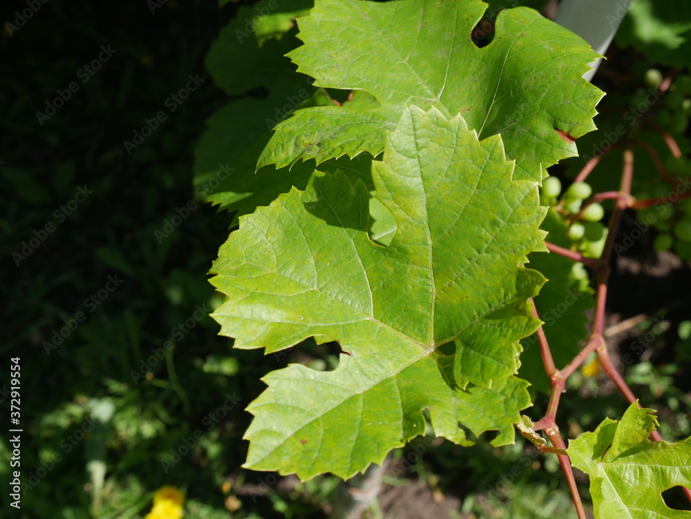 leaves of grapes and grapes on branches in summer close leaves of grapes and grapes on branches in summer close