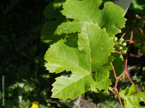 leaves of grapes and grapes on branches in summer close