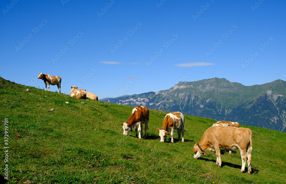Cows on an alpine meadow, Axalp, Switzerland Cows on an alpine meadow, Axalp, Switzerland
