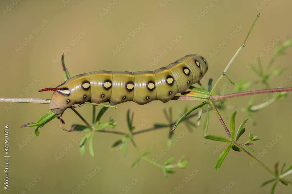Closeup of caterpillar of the bedstraw hawk-moth on the white bedstraw branch
