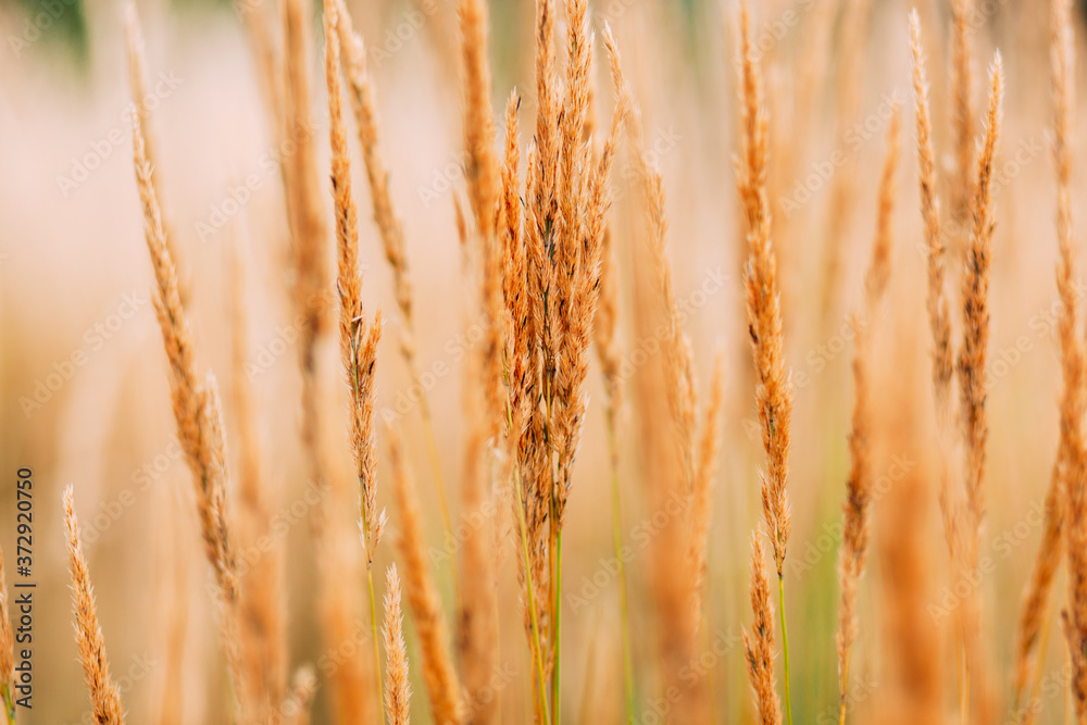 Beautiful close up of tall grass stems in yellow and golden tones with nice bokeh, fine art wallpaper