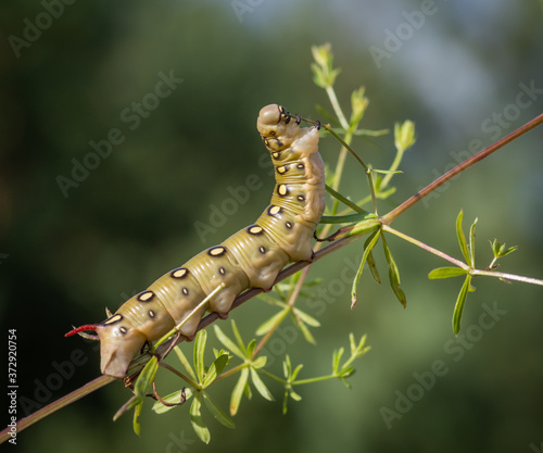 Closeup of caterpillar of the bedstraw hawk-moth on the white bedstraw branch