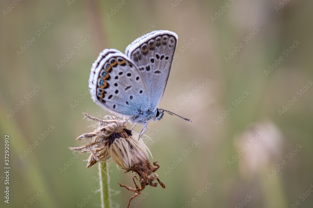 The silver-studded butterfly (Plebejus argus) in the meadow with overgrown dandelions in July The silver-studded butterfly (Plebejus argus) in the meadow with overgrown dandelions in July