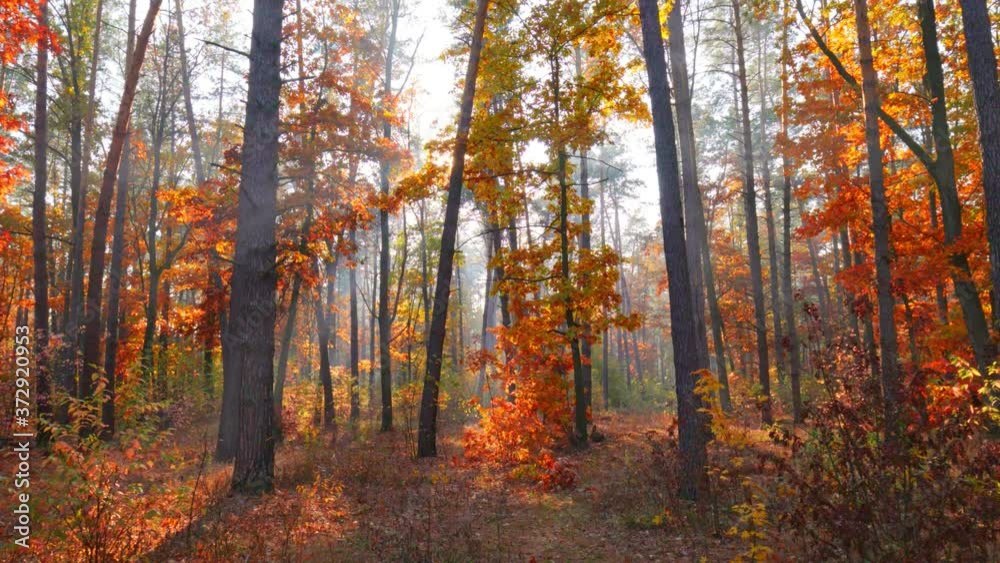 Autumn nature forest landscape. Autumn is in full swing. Walk through the magnificent autumn forest with red and orange trees. Sun rays make their way through foliage. Autumn in the park
