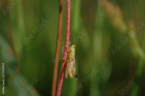 Closeup of green and brown locust (grasshopper) on red straw in the green meadow