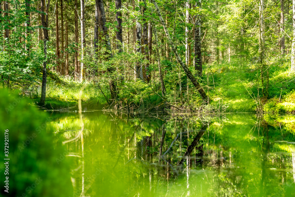 Pond in the forest Pond in the forest