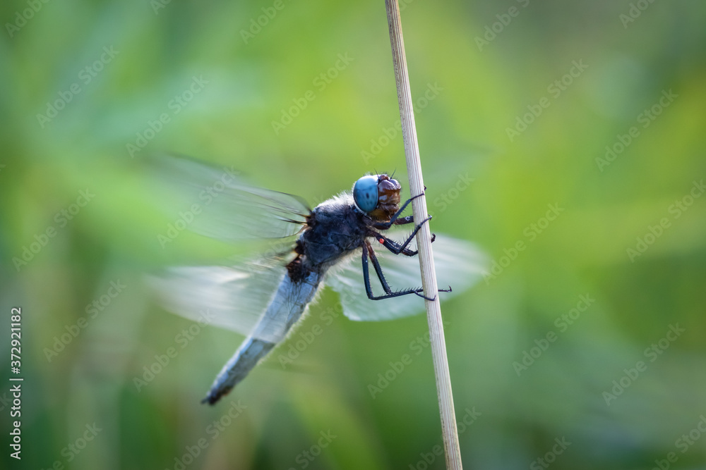 Closeup of scarce chaser dragonfly (libelulla fulva) sitting on the straw in the meadow. Small red water mite (hydracarina) on its leg. Closeup of scarce chaser dragonfly (libelulla fulva) sitting on the straw in the meadow. Small red water mite (hydracarina) on its leg.