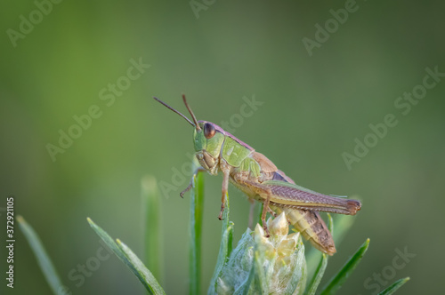 Photography Closeup of green locust (grasshopper) sitting on the top of the green plant in t