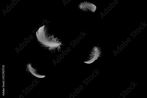 Feather abstract on black background. Light fluffy a white feathers falling down in the dark.