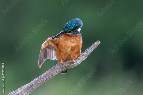 Quadro su tela Kingfisher (Alcedo atthis) perched on a branch and preening itself
