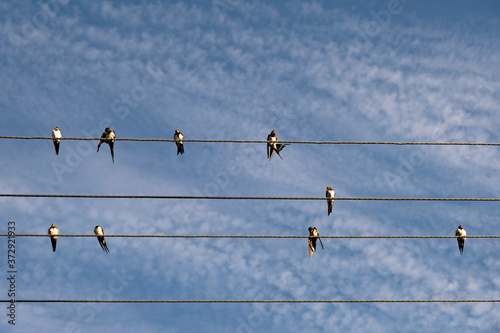 swallows sit on the wires in different poses