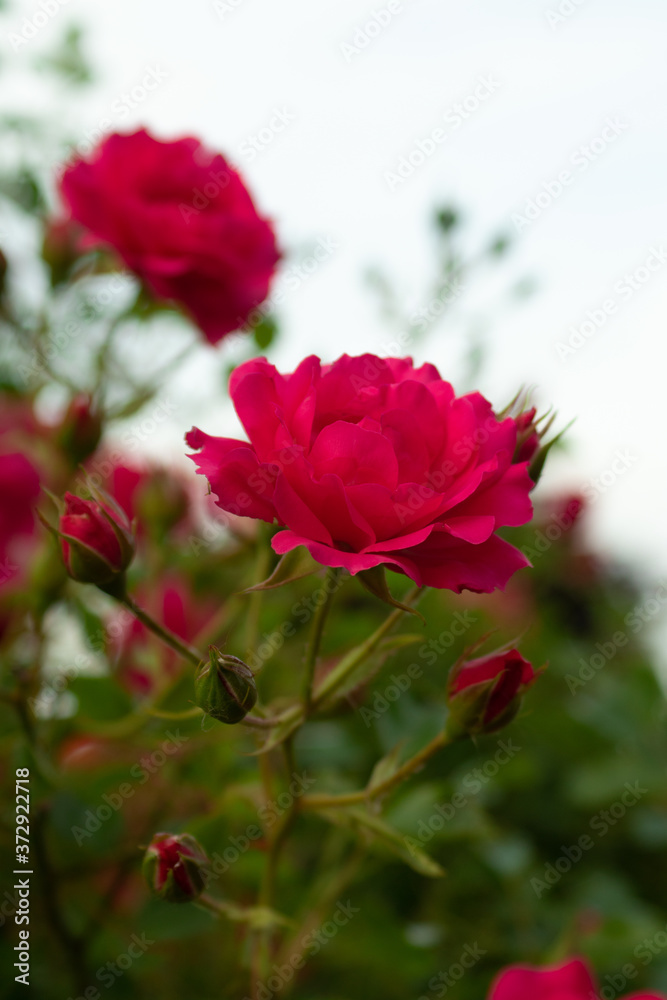 Red rose, love flower buds, rose petals, shrub, garden, close up, banner