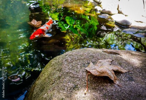 Koi fish swim in the lake