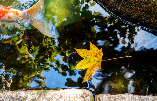 Maple leaves on the lake
