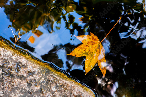 Maple leaves on the lake