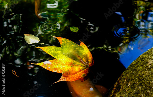 Maple leaves on the lake