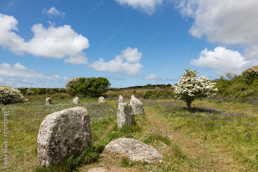 Wildflowers at prehistoric stone circle called the Boscawen-un on Penwith peninsula, Cornwall UK