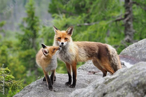 Obraz Mam lis z dzieckiem, Wysokie Tatry Słowacja