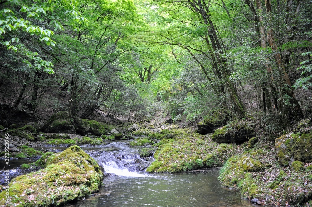 森の中の小川1