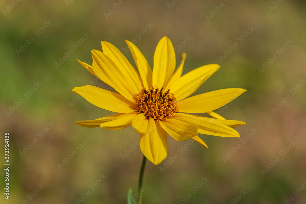 A bunch of yellow flowers that pollinate a bee A bunch of yellow flowers that pollinate a bee