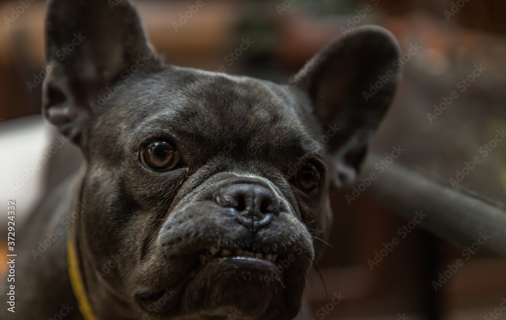 Close-up of Puppy french bulldog stand on chair by table in home. Selective focus.