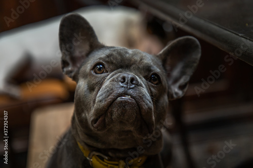 Puppy french bulldog stand on chair by table in home. Selective focus. © num