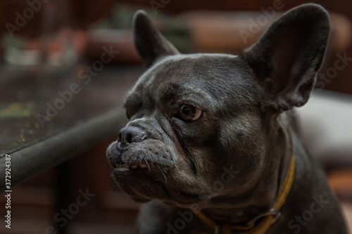 Puppy french bulldog stand on chair by table in home. Selective focus.