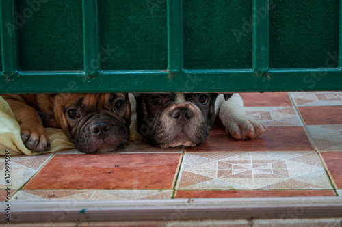 The dog peeked under the door. The dog looks into the gap Watchdog Curious puppy