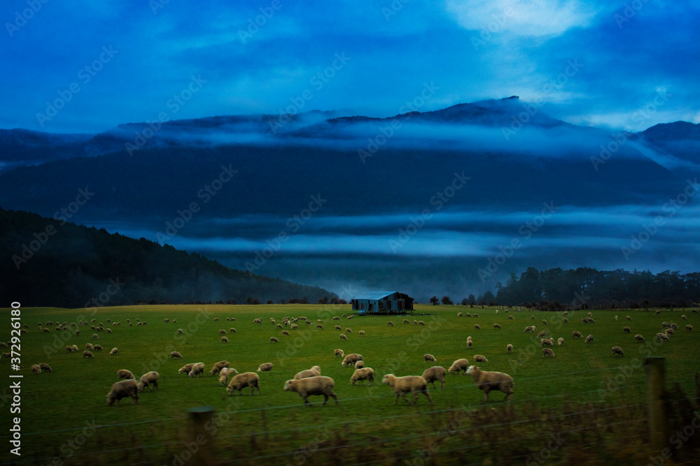 Obraz premium flock of sheep in southland new zealand