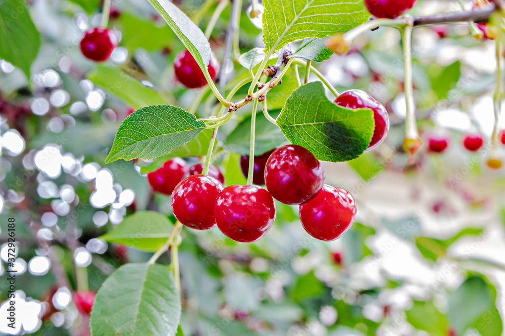 Ripe cherry on a tree in a summer garden. Natural vitamins. Blurred green background. Close-up
