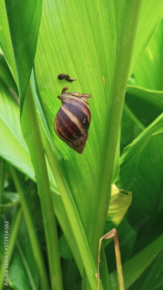 Fototapeta premium Snail on the leaf