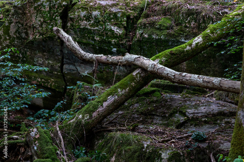 Forest in Kungälv Sweden, tree trunks photo