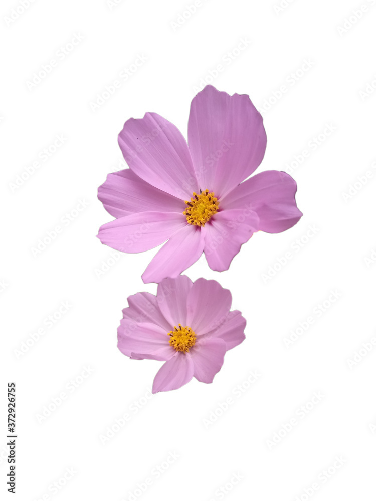 cosmos flower isolated on white cosmos flower isolated on white